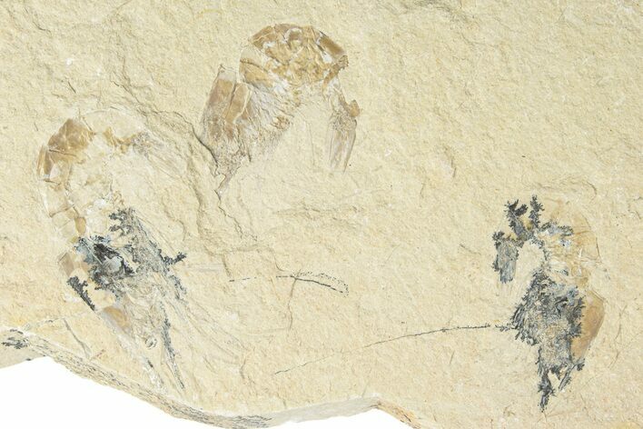 Three Cretaceous Fossil Shrimp - Lebanon #249850